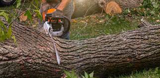 Best Tree Maintenance Programs  in Halawa, HI