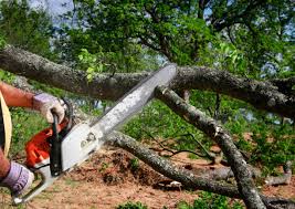 Professional Tree Removal Services in Halawa, HI