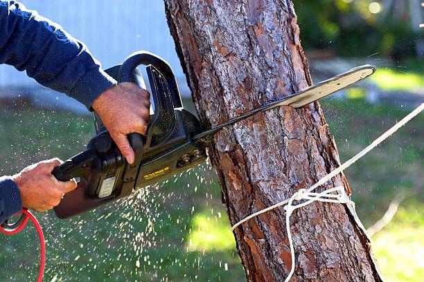 How Our Tree Care Process Works  in  Halawa, HI